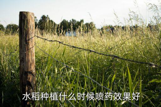 水稻種植什么時候噴藥效果好