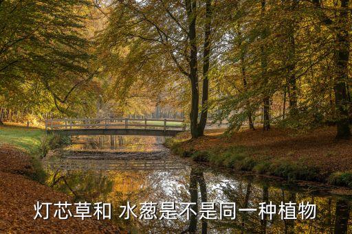 水蔥什么農藥能治,治水蔥藥什么效果好