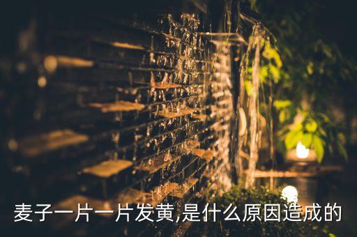 小麥黃葉病用什么農藥,小麥花葉病毒病用什么農藥