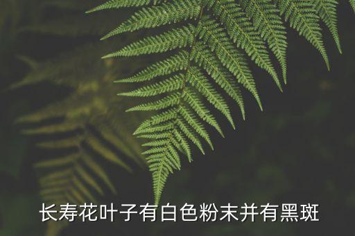  長壽花葉子有白色粉末并有黑斑