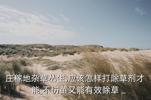 莊稼地雜草叢生,應該怎樣打除草劑才能 不傷苗又能有效除草