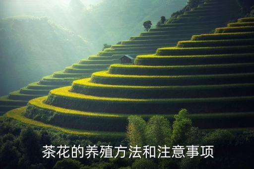 茶花的養殖方法和注意事項
