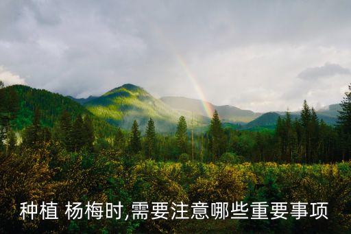 種植 楊梅時,需要注意哪些重要事項