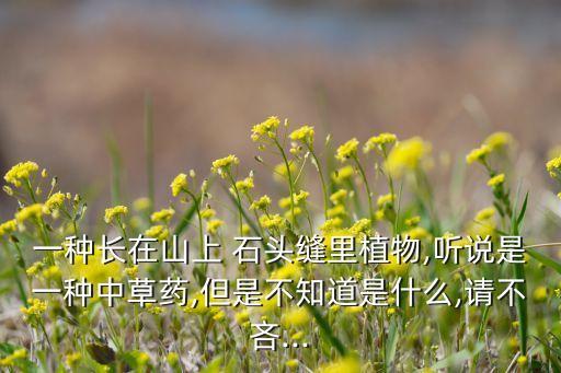 石頭縫里用什么農藥好呢