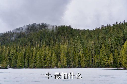 牛 最怕什么