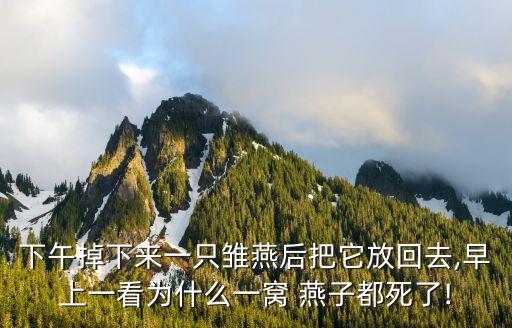 下午掉下來一只雛燕后把它放回去,早上一看為什么一窩 燕子都死了!