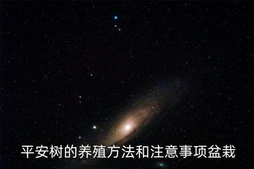 平安樹的養(yǎng)殖方法和注意事項盆栽