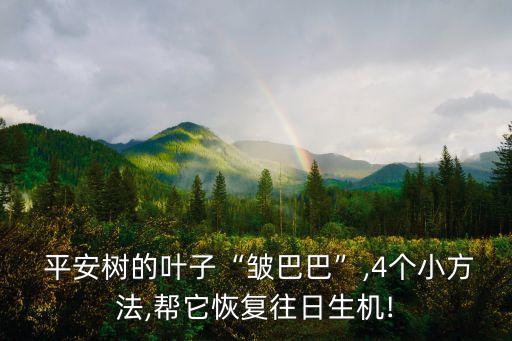 平安樹的葉子“皺巴巴”,4個小方法,幫它恢復(fù)往日生機!