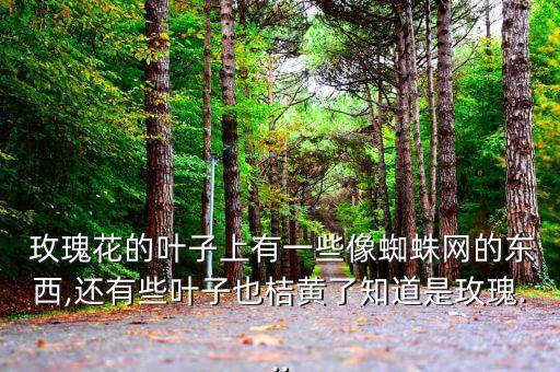 可食用的玫瑰花需要打農藥嗎,玫瑰花上什么農藥