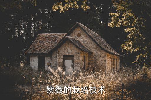 紫薇的栽培技術(shù)
