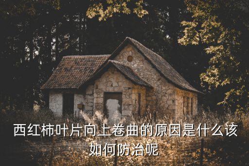  西紅柿葉片向上卷曲的原因是什么該如何防治呢
