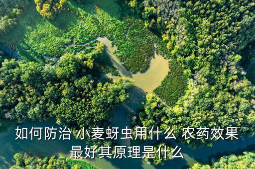 如何防治 小麥蚜蟲用什么 農藥效果最好其原理是什么
