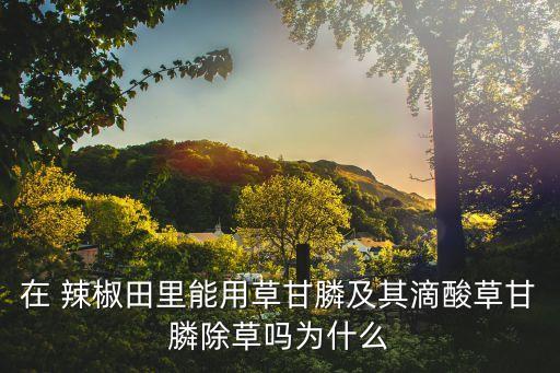 在 辣椒田里能用草甘膦及其滴酸草甘膦除草嗎為什么