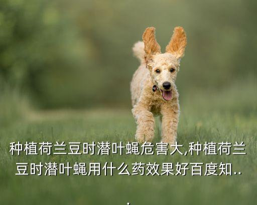 花卉的潛蠅用什么農藥,花卉農藥什么品牌好推薦