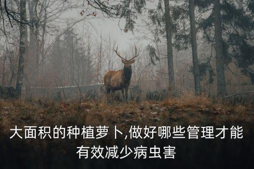 大面積的種植蘿卜,做好哪些管理才能有效減少病蟲害