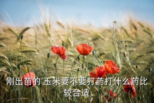 玉米種植什么農藥好,轉基因玉米種植時需要撒農藥嗎