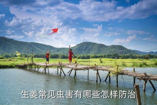 地姜怕什么農藥殺蟲子