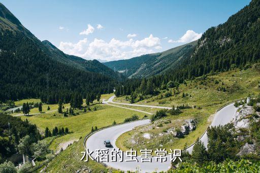  水稻的蟲(chóng)害常識(shí)