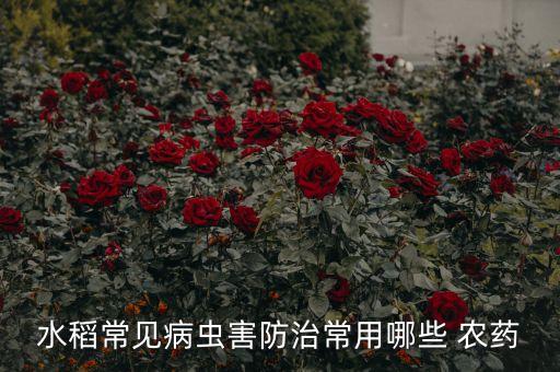 水稻常見病蟲害防治常用哪些 農藥