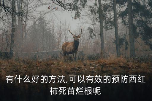 有什么好的方法,可以有效的預防西紅柿死苗爛根呢