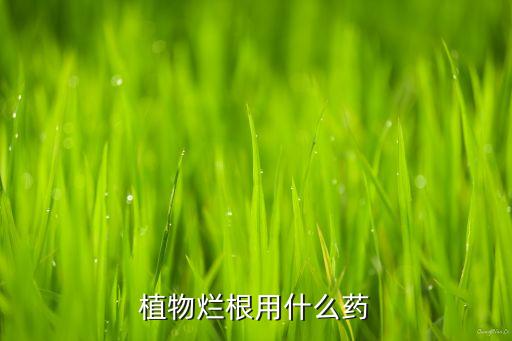 植物爛根用什么藥