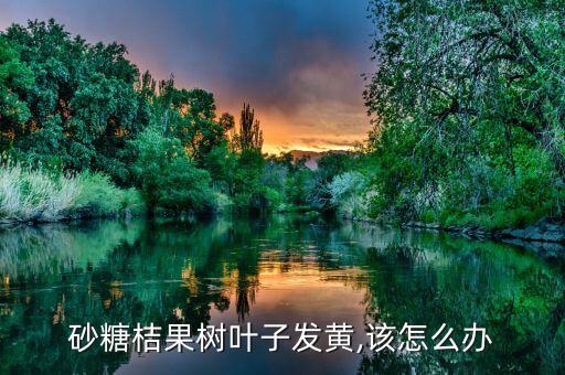 沙糖桔打什么農藥最好,什么地方的沙糖桔最好最甜?