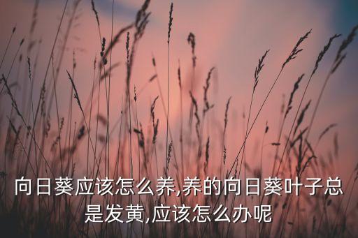 向日葵應該怎么養,養的向日葵葉子總是發黃,應該怎么辦呢