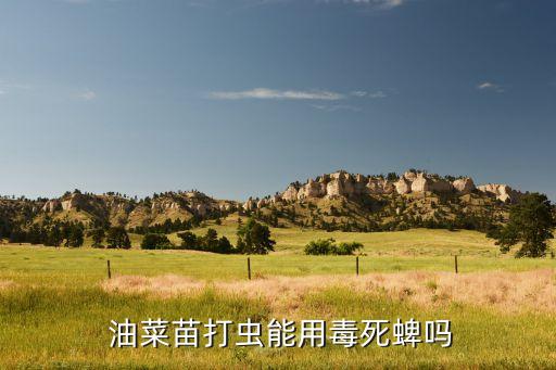 油菜苗打蟲能用毒死蜱嗎