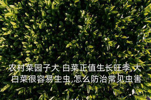 農(nóng)村菜園子大 白菜正值生長(zhǎng)旺季,大 白菜很容易生蟲(chóng),怎么防治常見(jiàn)蟲(chóng)害...
