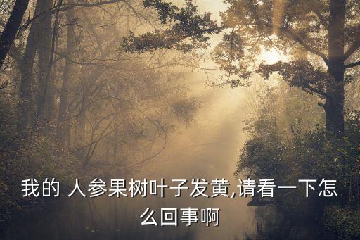 我的 人參果樹葉子發黃,請看一下怎么回事啊