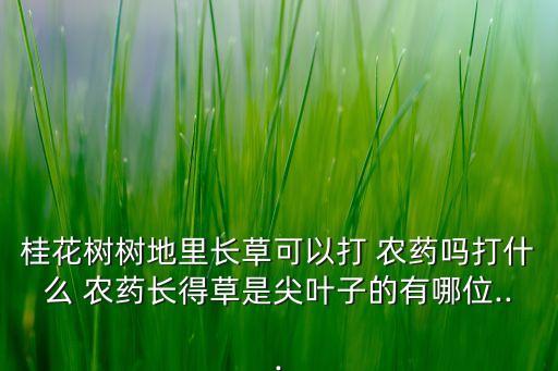 桂花樹樹地里長草可以打 農藥嗎打什么 農藥長得草是尖葉子的有哪位...