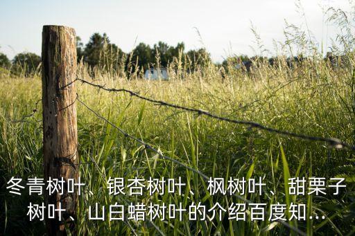 冬青樹葉、銀杏樹葉、楓樹葉、甜栗子樹葉、山白蠟樹葉的介紹百度知...