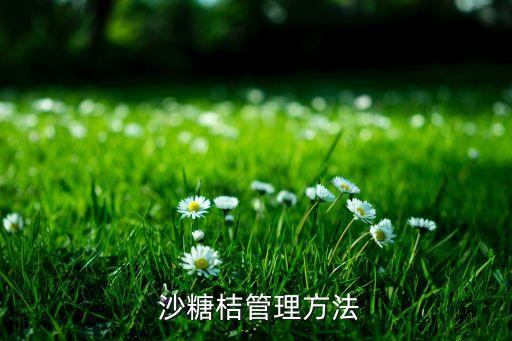 沙糖桔管理方法