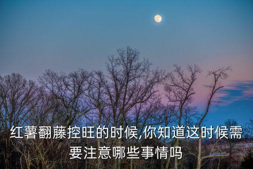 紅薯翻藤控旺的時候,你知道這時候需要注意哪些事情嗎