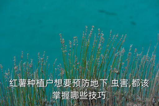 紅薯種植戶想要預(yù)防地下 蟲害,都該掌握哪些技巧