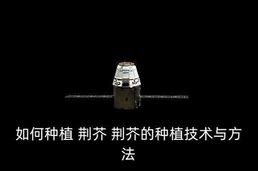 如何種植 荊芥 荊芥的種植技術與方法