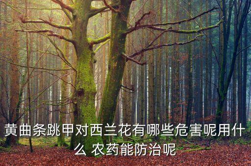 黃曲條跳甲對西蘭花有哪些危害呢用什么 農(nóng)藥能防治呢