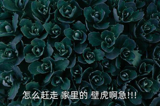 家里的壁虎怕什么農藥