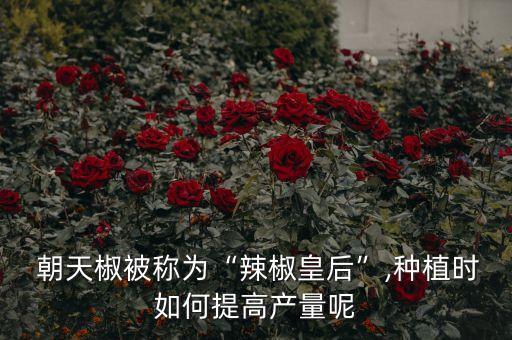 朝天椒配什么農(nóng)藥