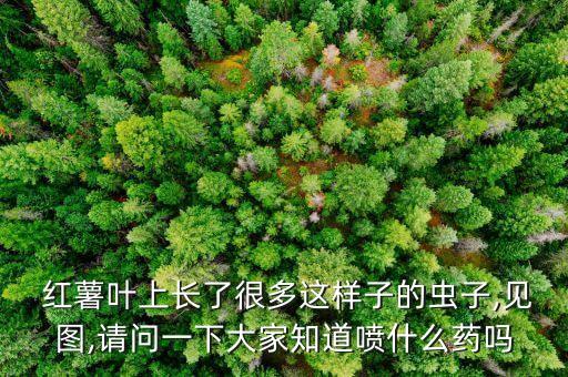 紅薯葉上長了很多這樣子的蟲子,見圖,請問一下大家知道噴什么藥嗎