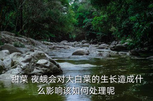  甜菜 夜蛾會對大白菜的生長造成什么影響該如何處理呢