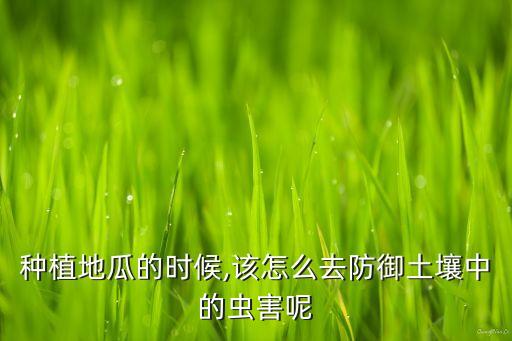 紅薯里面有蟲子打什么農(nóng)藥