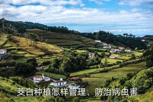 茭白種植怎樣管理、防治病蟲害