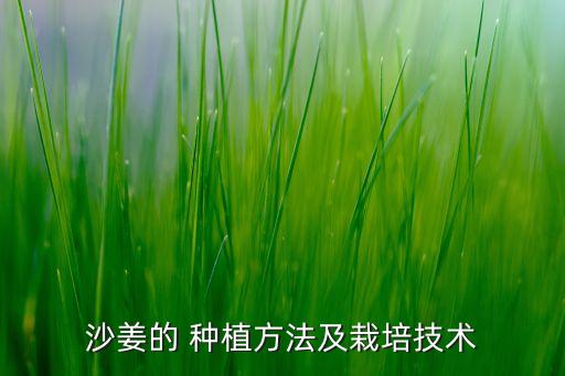 沙姜的 種植方法及栽培技術