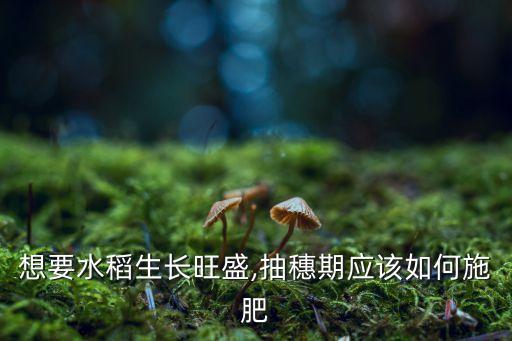 想要水稻生長旺盛,抽穗期應(yīng)該如何施肥
