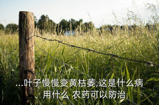 ...葉子慢慢變黃枯萎,這是什么病、用什么 農藥可以防治