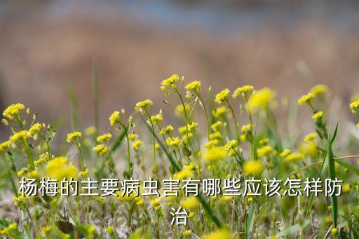 楊梅發(fā)白打什么農(nóng)藥,楊梅清園用什么農(nóng)藥