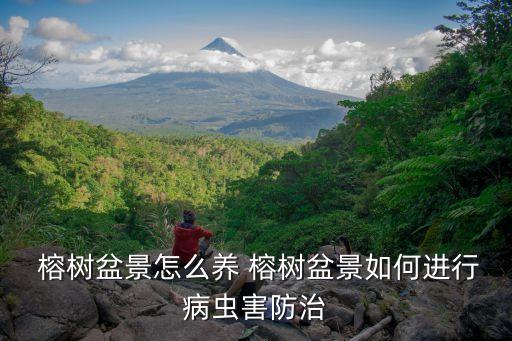  榕樹盆景怎么養 榕樹盆景如何進行病蟲害防治