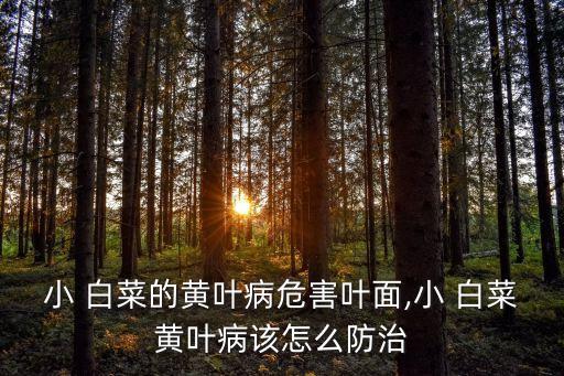 白菜黃用什么農藥,黃白菜農藥多嗎