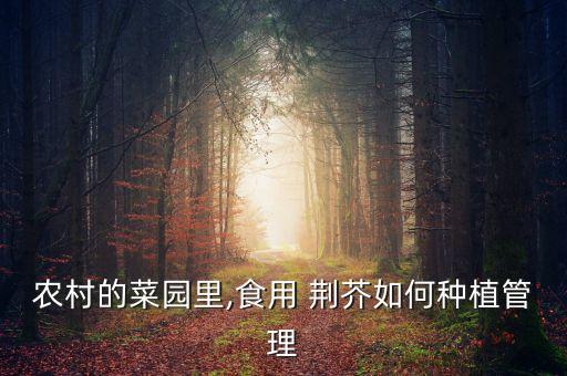 農(nóng)村的菜園里,食用 荊芥如何種植管理